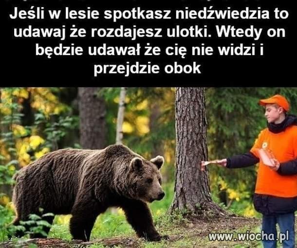 Jak spotkasz niedźwiedzia w lesie