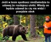 Jak spotkasz niedźwiedzia w lesie