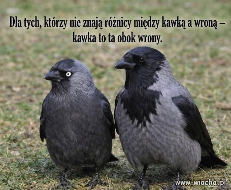 Kawka to ta obok wrony