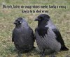 Kawka to ta obok wrony