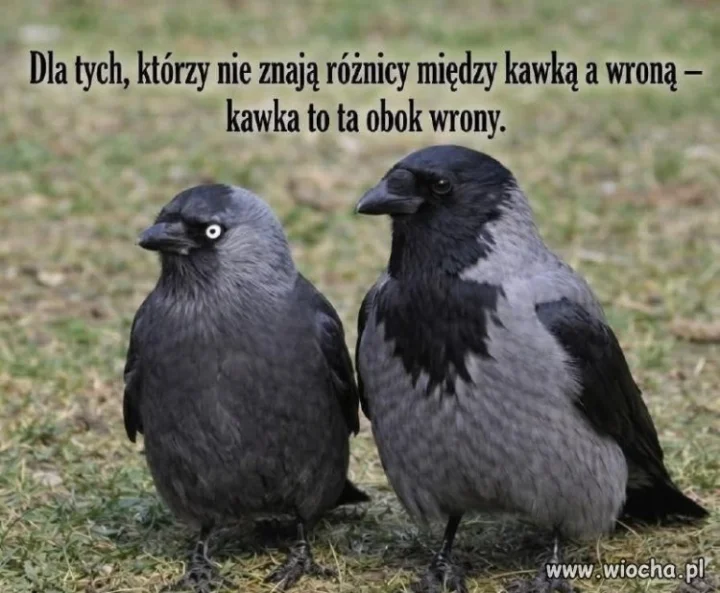 Kawka to ta obok wrony