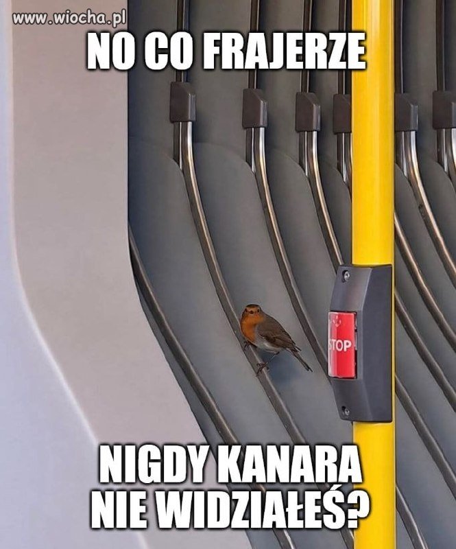 Co się gapisz?