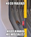 Co się gapisz?