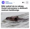 Bóbr wybrał się na zakupy