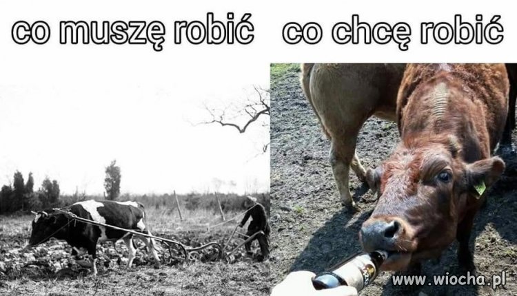 Czy się stoi, czy się leży