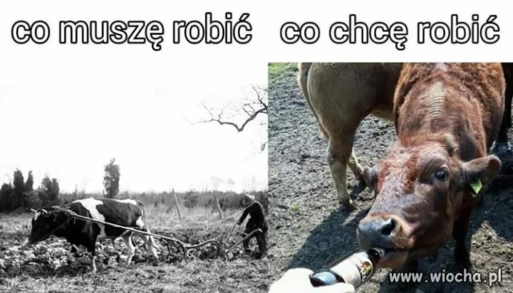 Czy się stoi, czy się leży
