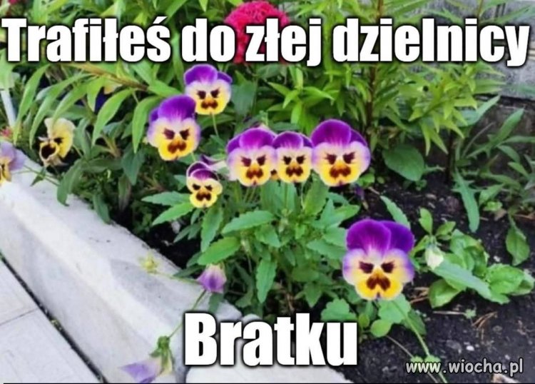 Uważaj, bratku