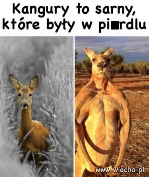 Kangury to napakowane sarny?