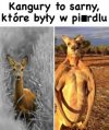 Kangury to napakowane sarny?
