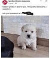 Mieszanka labradora z sąsiadem