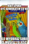 Ale serio adwokaci to jedzą?