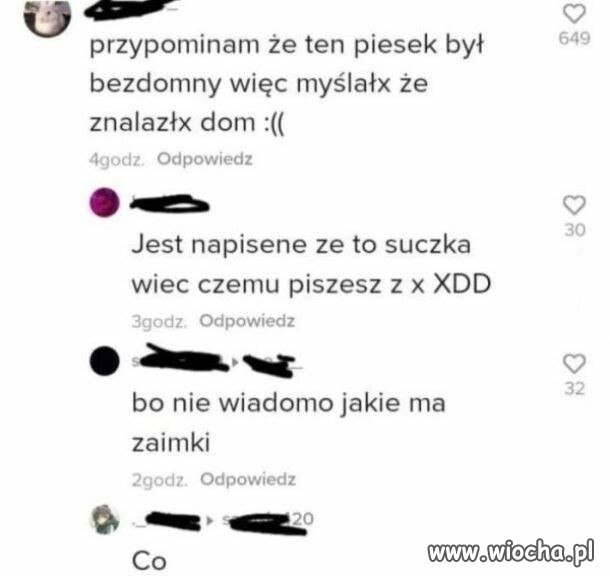 Nie wiadomo jakie piesek ma zaimki
