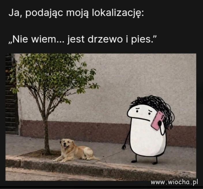 Jest drzewo i pies