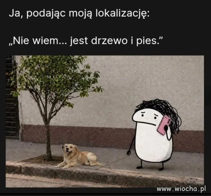 Jest drzewo i pies