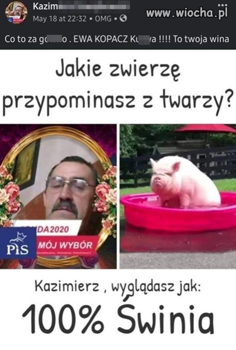 Kazimierz, wyglądasz jak: 100% świnia