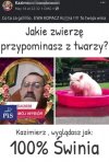 Kazimierz, wyglądasz jak: 100% świnia