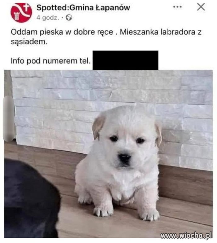 Synek nie pytaj 