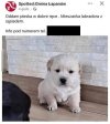 Synek nie pytaj 