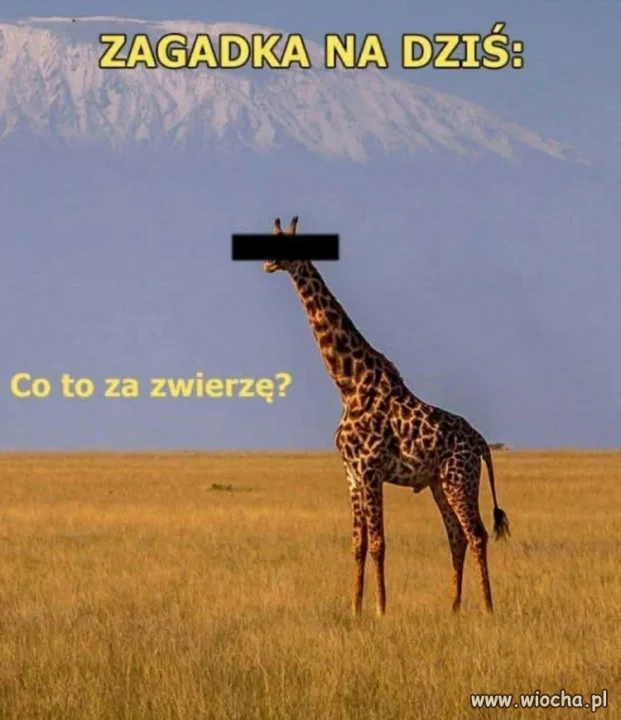 Zagadka na dziś