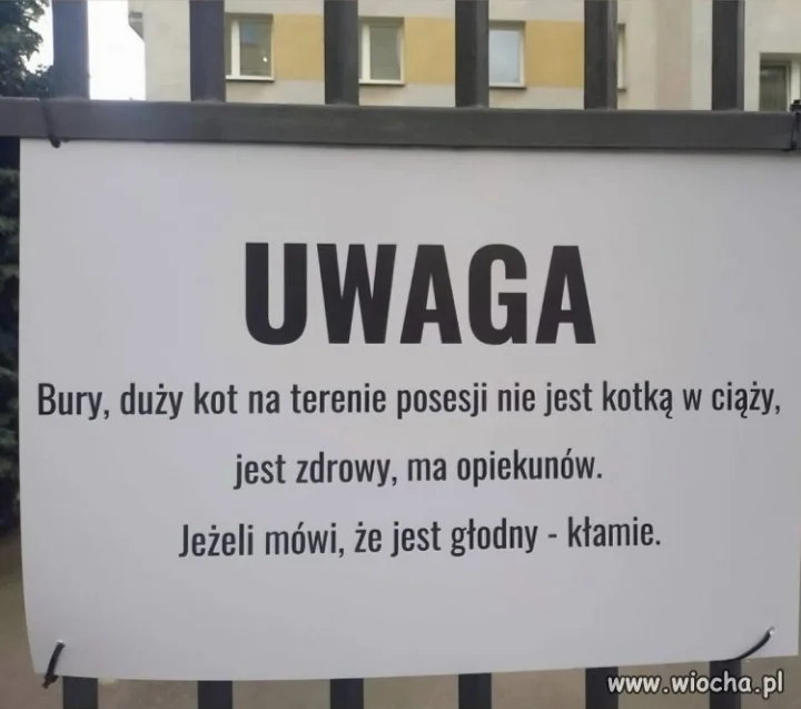 Kot jest zdrowy