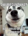 Dwubiegunówka?