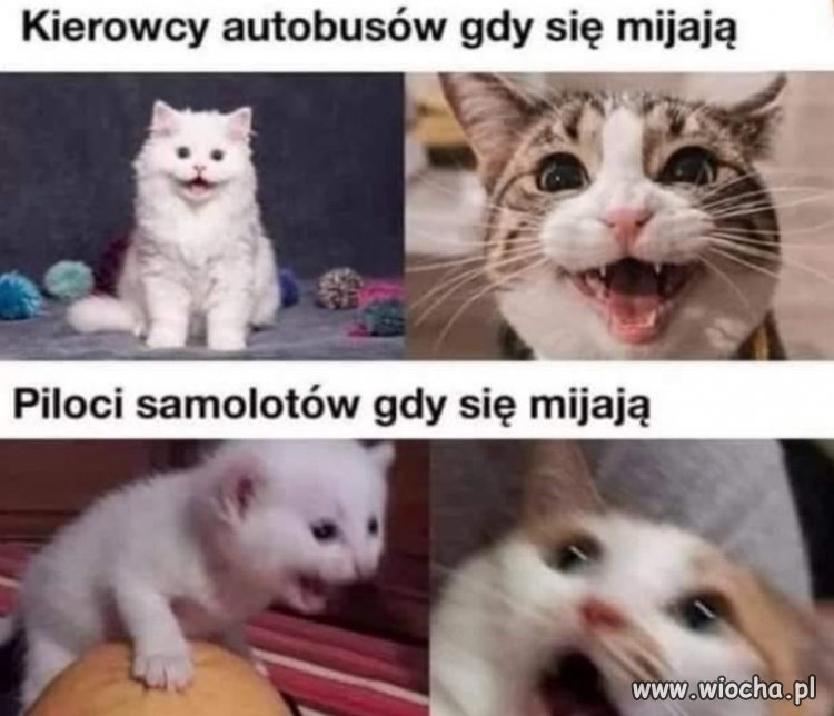 Wszyscy kierują