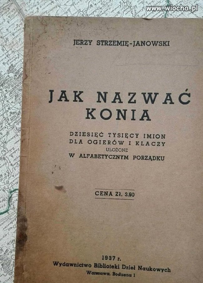 Jak nazwać konia