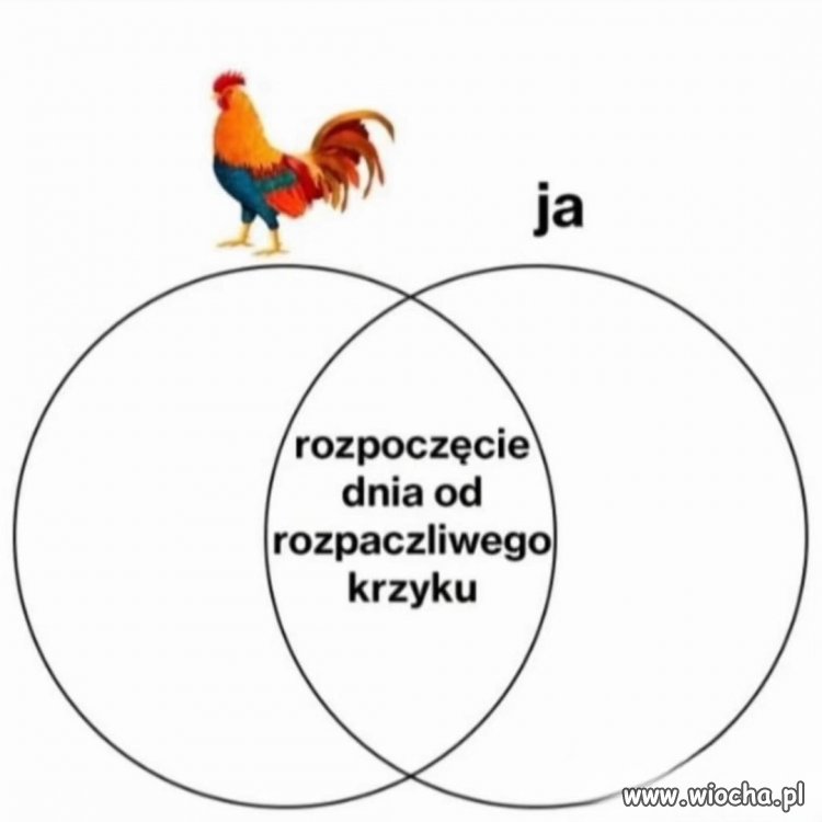 Co łączy mnie i koguta?