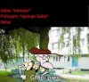 Seby nie lubią piesków