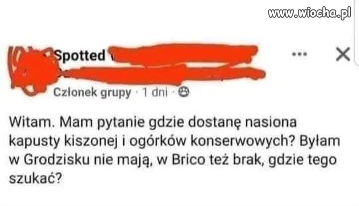 Gdzie dostanę nasiona kapusty kiszonej?