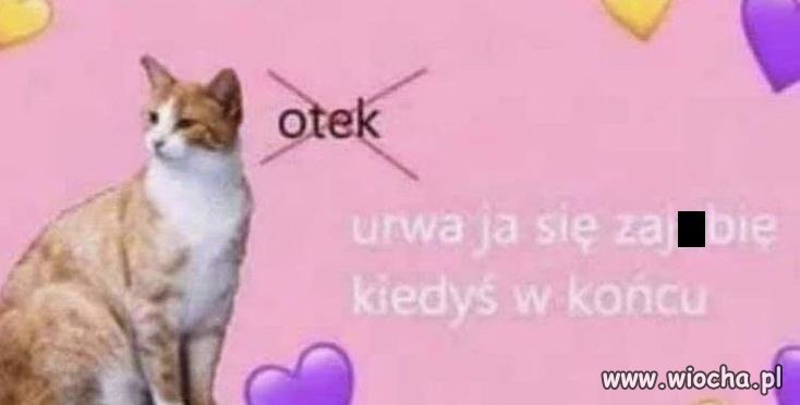 Kotek jest uroczy