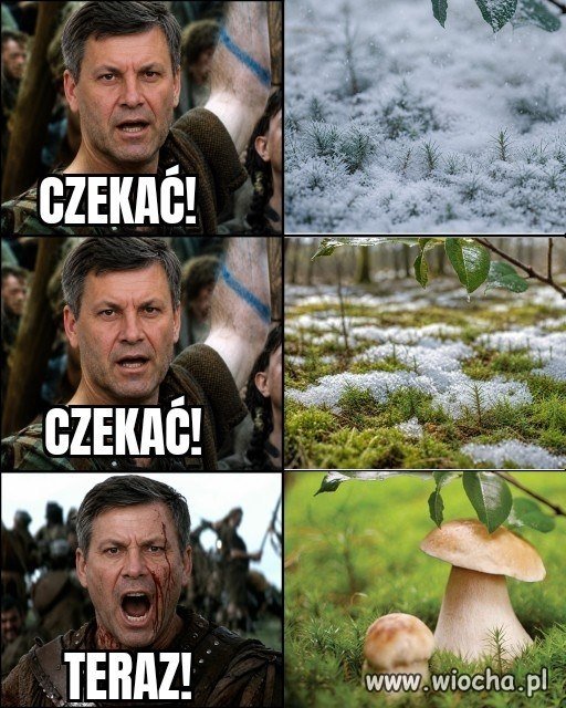 Sezon grzybowy start już zaraz