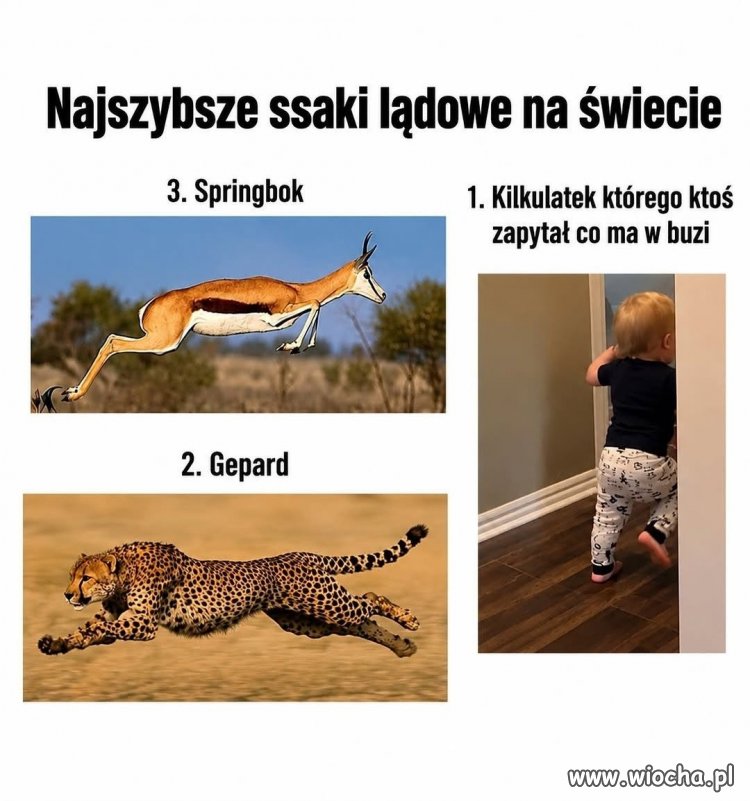 Ja myślę, że ten kilkulatek jest najszybszy