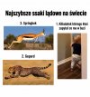 Ja myślę, że ten kilkulatek jest najszybszy