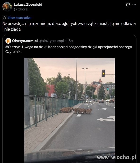 Powinniśmy odławiać i zjadać dziki?