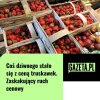 Coś dziwnego stało się z ceną truskawek