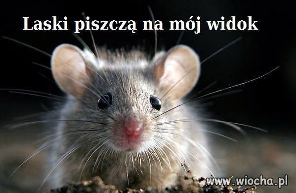 Laski piszczą na mój widok