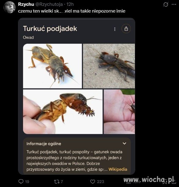 Turkuć podjadek