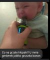 Gerberek jabłko gruszka