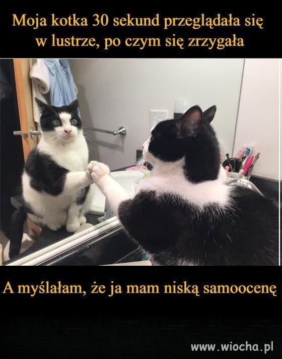 Kot na siebie patrzył, a potem zwymiotował