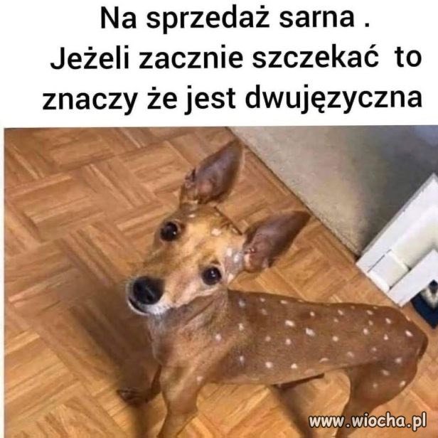To jest sarna