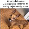 To jest sarna