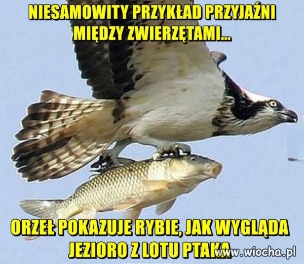 Przyjaźń między zwierzętami