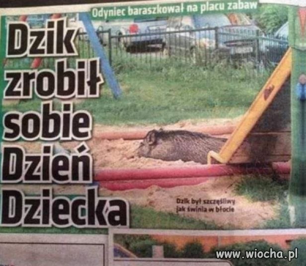 Dzik zrobił sobie Dzień Dziecka